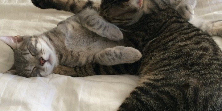 “It is between two wolves…”